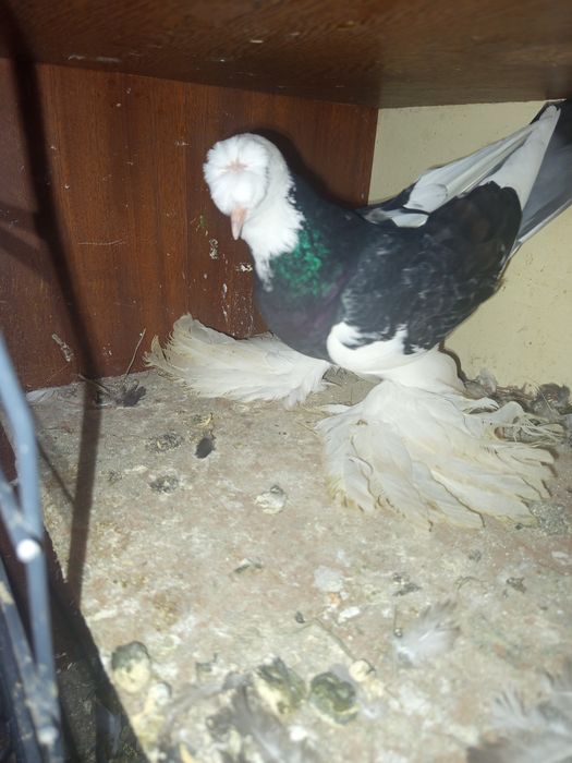 Sprzedam gołębie ostatnio