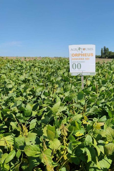 Soja, nasiona soi ORPHEUS  średnio wczesna 000- wysyłka