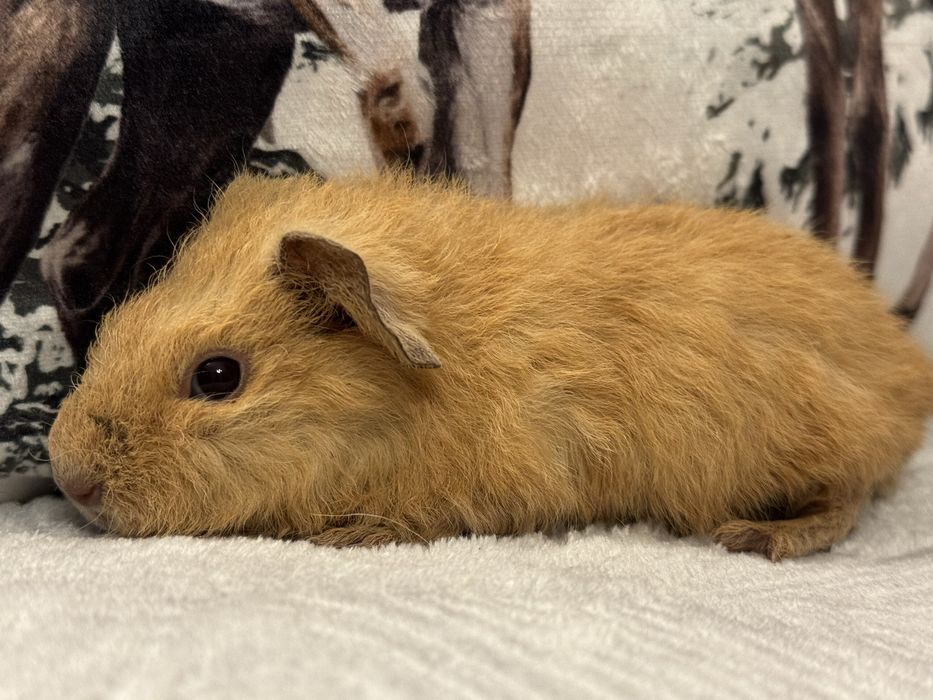 Cudna Samiczka Teddy US Kalifornia Świnka Morska Kawia Domowa