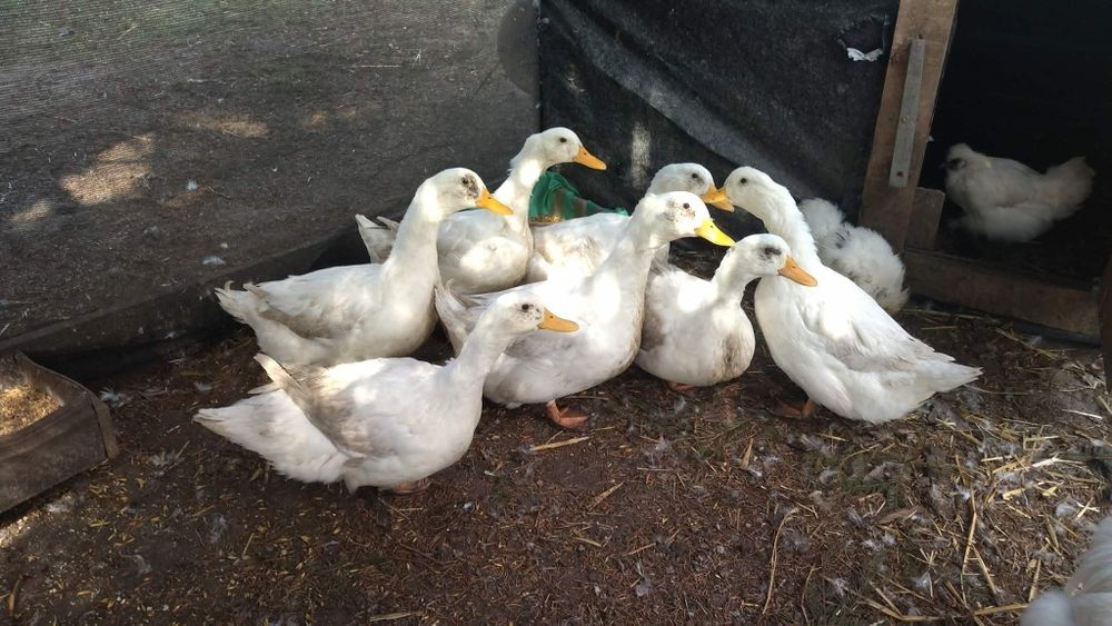 Sprzedam Kaczki pekin