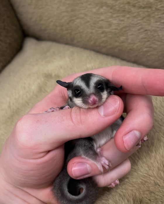 Lotopałanki karłowate (sugar glider)