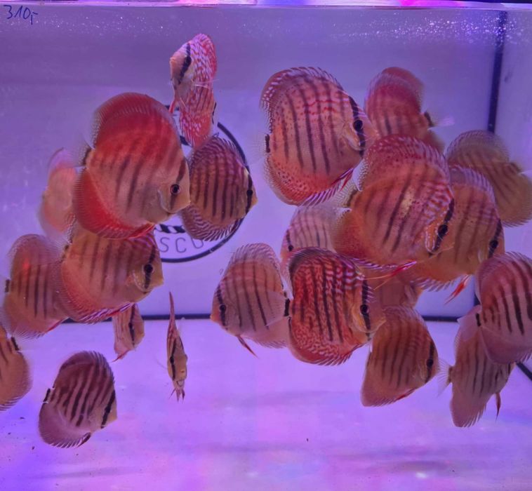 Dyskowce paletki Weissflog