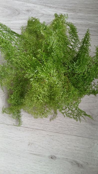 Папортник  кучерявый