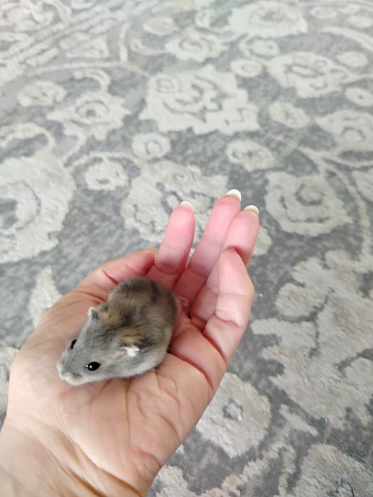 Хом'ячок джунгарик