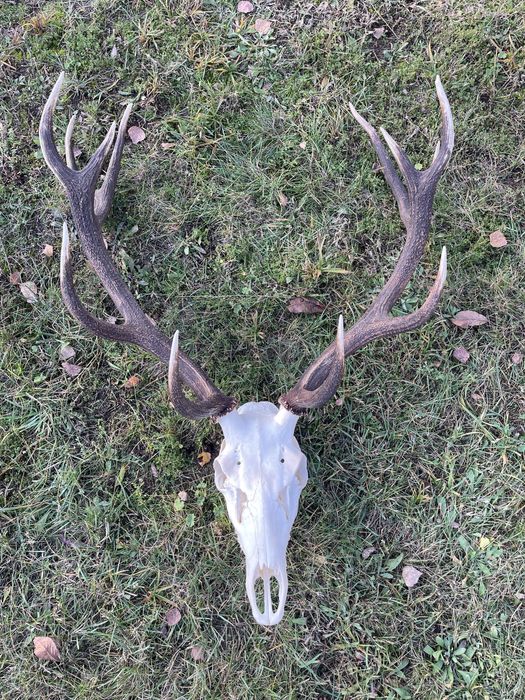 Trofeum wieniec jelenia 12-stak regularny poroże jeleń rogi nr 52