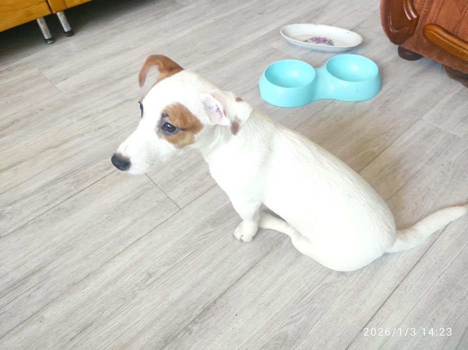 Цуценя Джек Рассел тер'єр