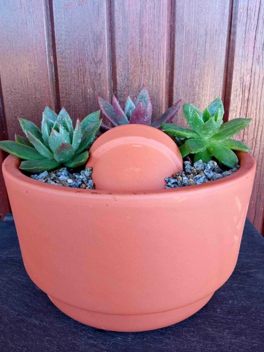 Arranjos de Suculentas