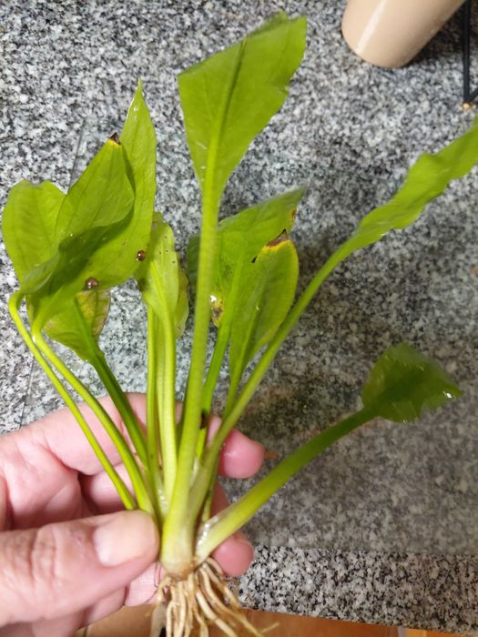 Planta echinodorus para aquário