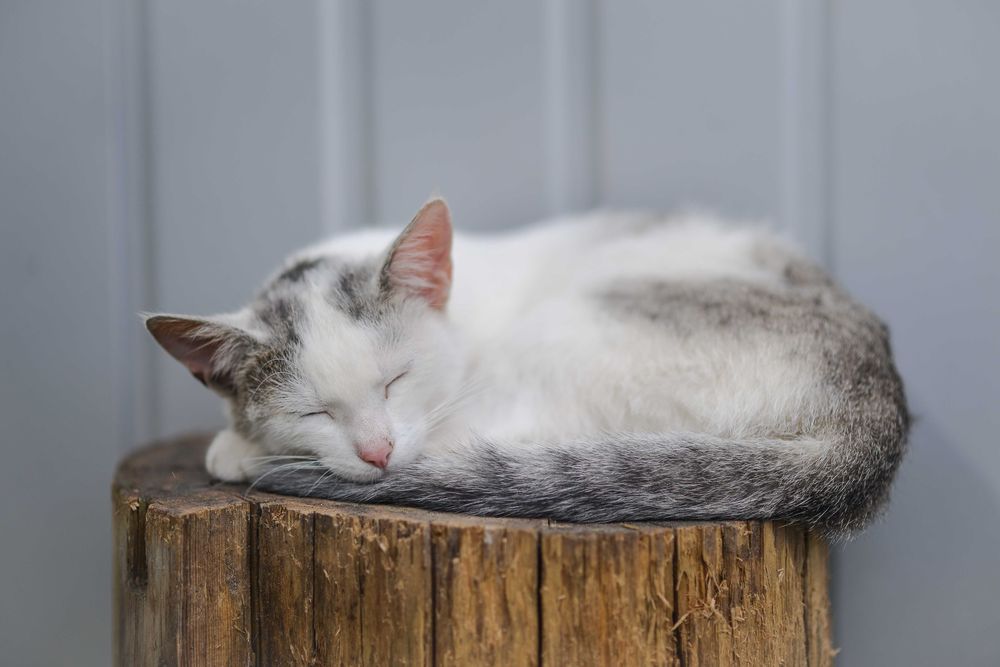 Joko - wyjątkowa kotka!