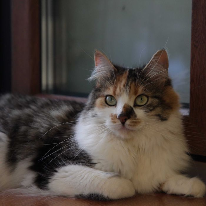 Киця чекає свою людину