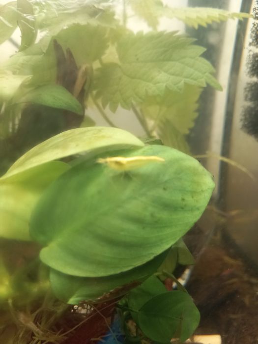 krewetki yellow neocaridina