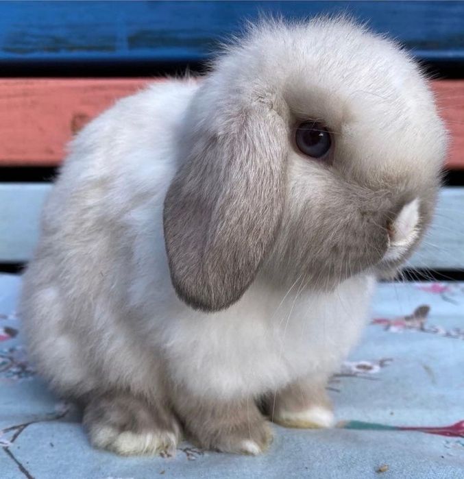 KIT Coelhos anões orelhudos(mini loop) belier lindíssimos e dóceis