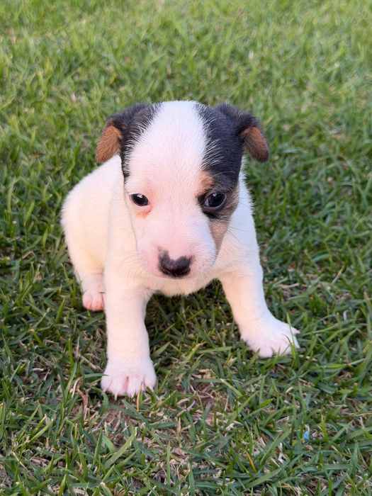 Jack Russel Terrier