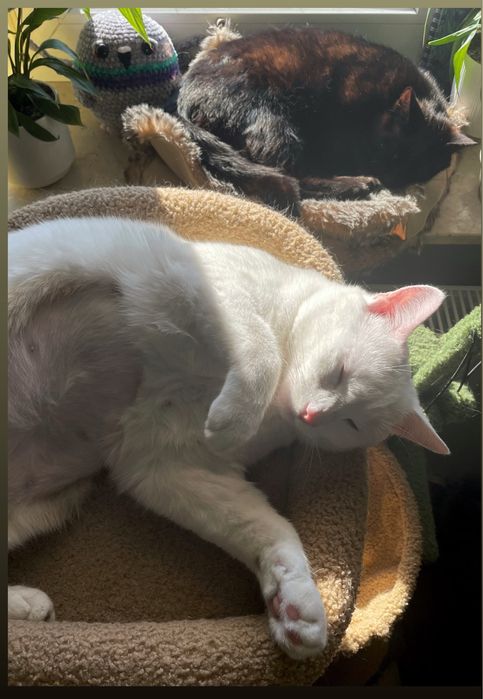 Opieka nad zwierzętami, petsitter/ Domowy hotel dla zwierząt