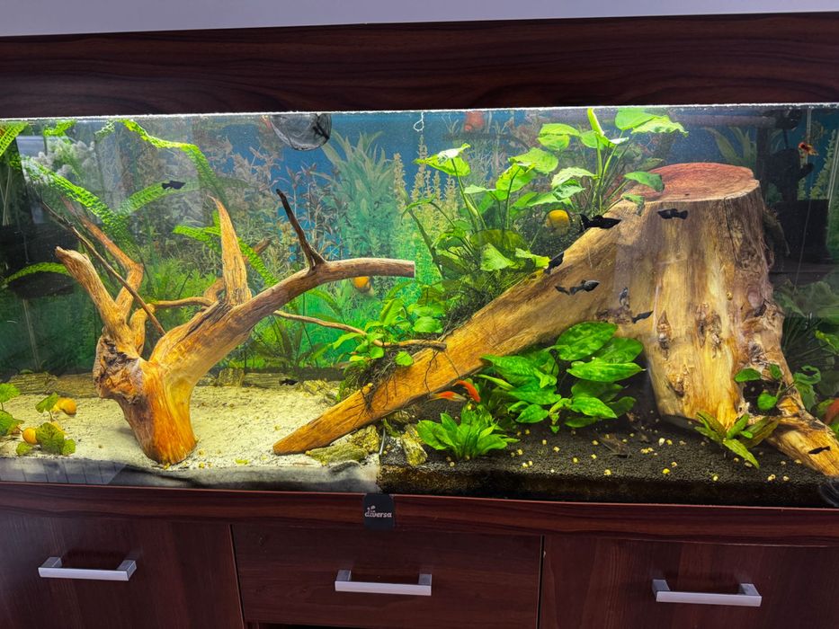 Mam na sprzedaż lub zamianę na rybki Ampularie.