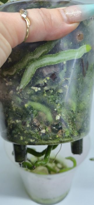 Сортовая орхидея