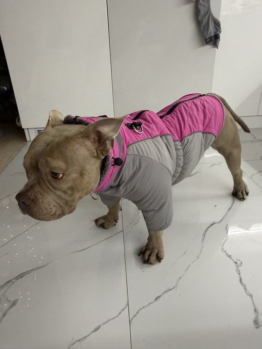 Зимовий комбінезон жилетка на флісі для собак стаф пітбуль коргі