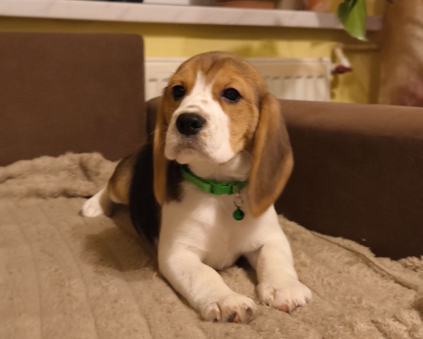 Beagle ZKwP dziewczynka