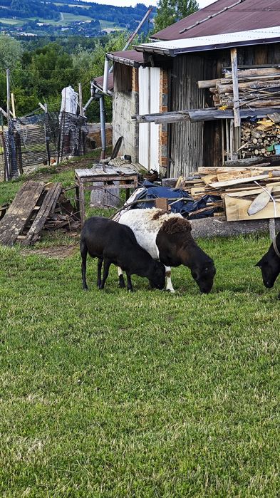 Sprzedam barana dorosły
