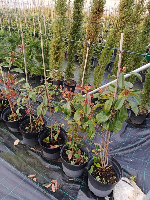 Photinias Red Robin (90CM+)