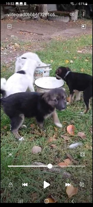 Собачки шукають дім