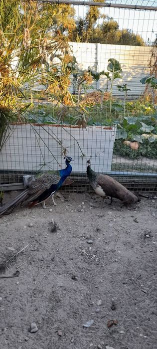 Vendo Casais de Pavões