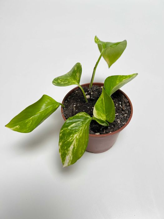 Набір рослин: пілея, фіалка, епіпремнум, філодендрон