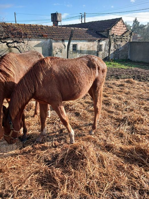 Poldro de 2 anos para venda