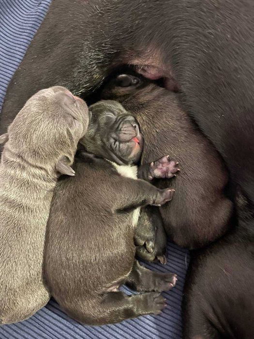 Вязка французьких бульдогів Львів