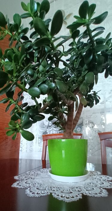 Grubosz, Drzewko Szczęścia