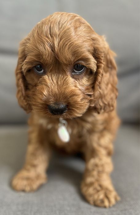 Cudowna Tequila suczka American cockapoo- cocker amerykański & Pudel