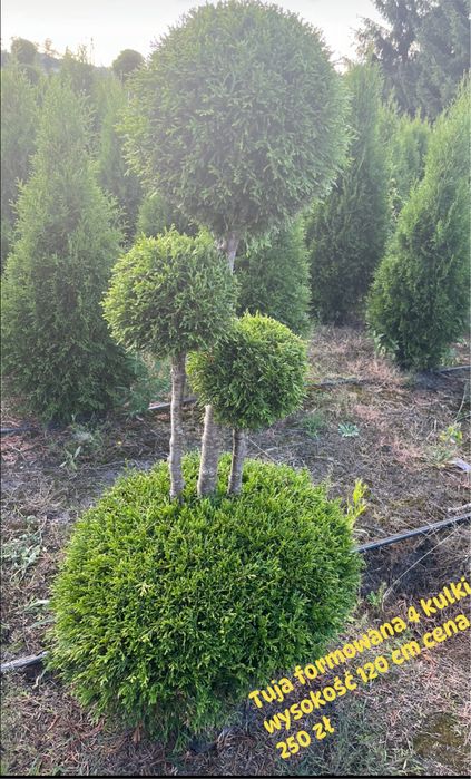 Tuje formowane -bonsai,kule,spirale-PRODUCENT