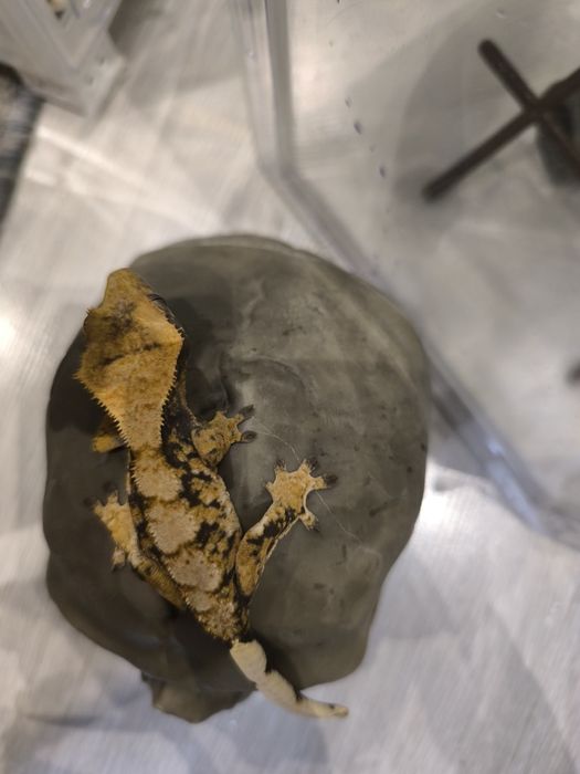 Gekon orzęsiony samiec