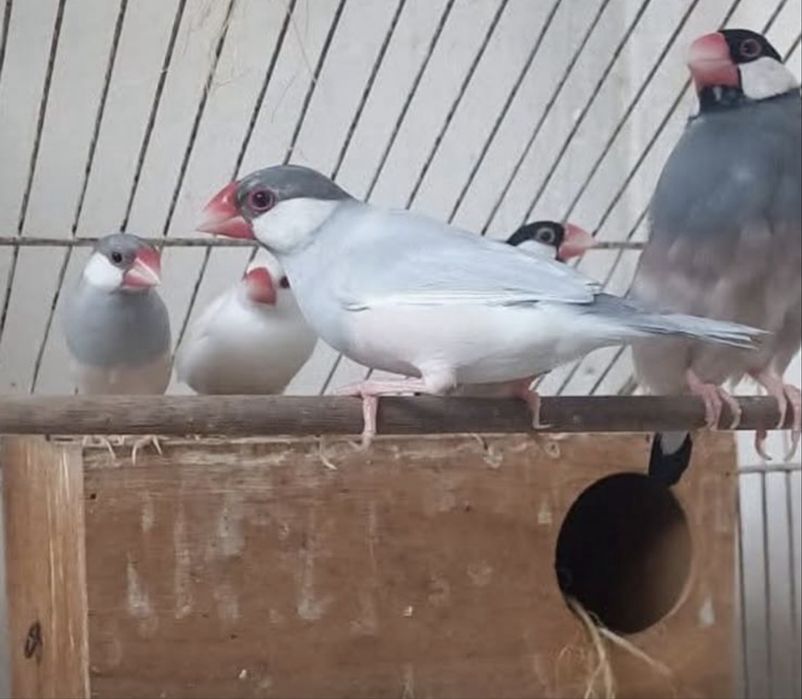 Passaro Pardelho java
