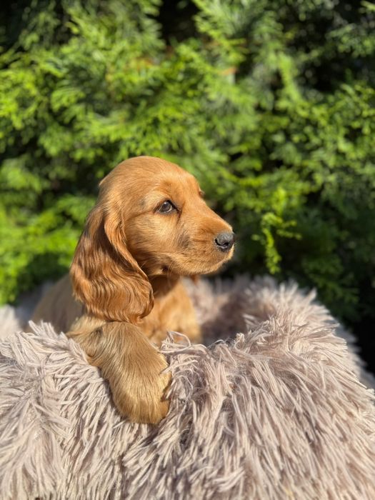 Cocker spaniel angielski Piesek Rodowód