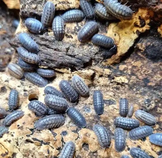 Armadillidium vulgare/nasatum ekipa sprzątająca mix 10szt