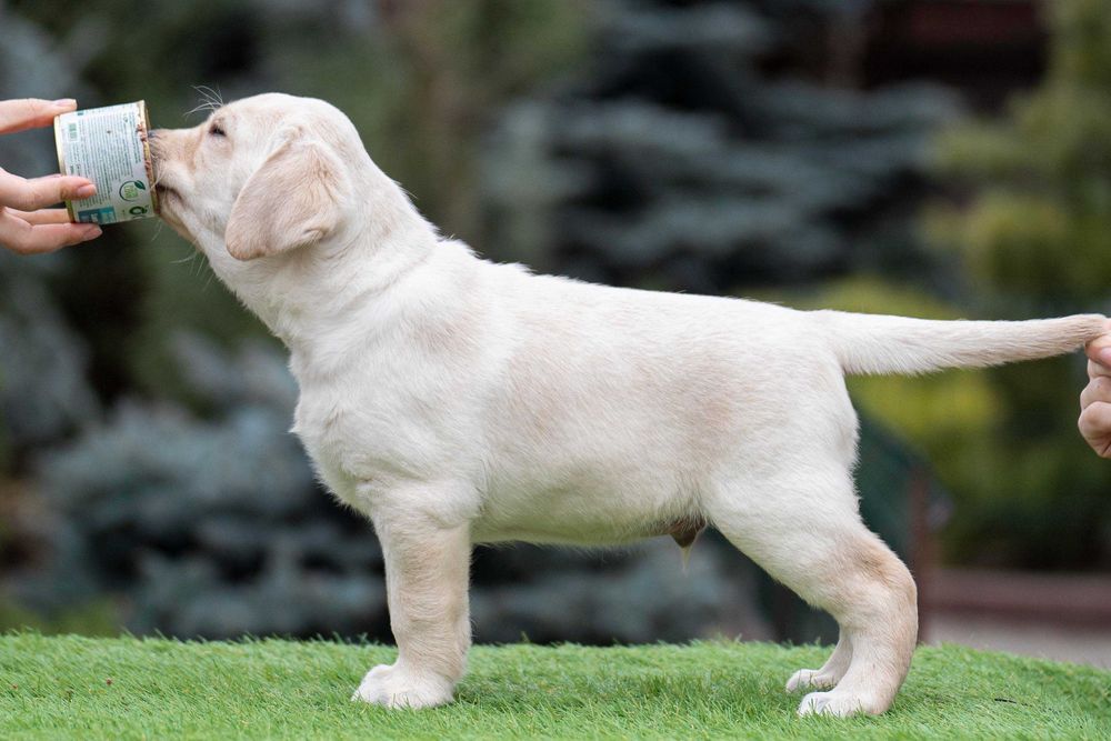 Цуценята Лабрадора від закордонної вязки