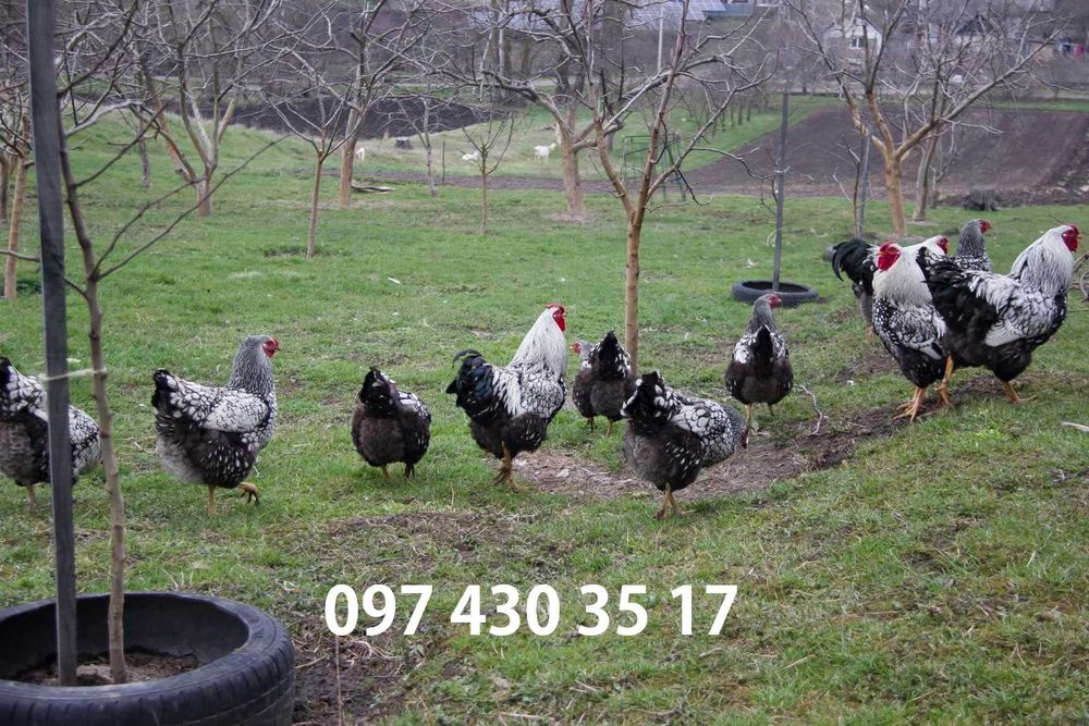 Інкубаційні яйця Віандот срібло