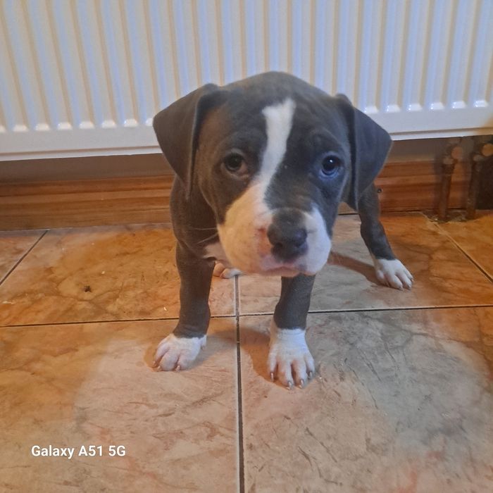 Amstaff  Szczeniak Suczkaa