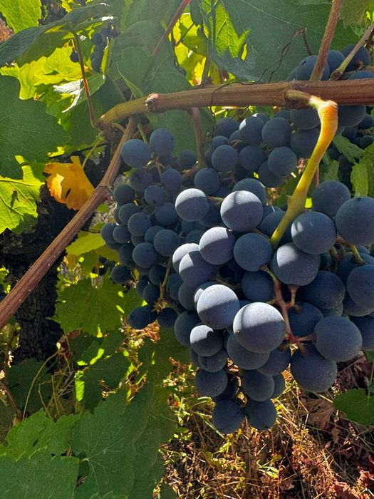 Vende-se uvas tintas para vinho