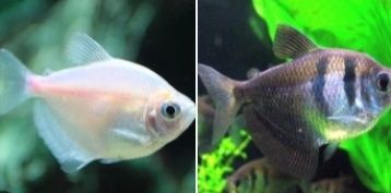 Tetra viuva albina / tetra viuva negro