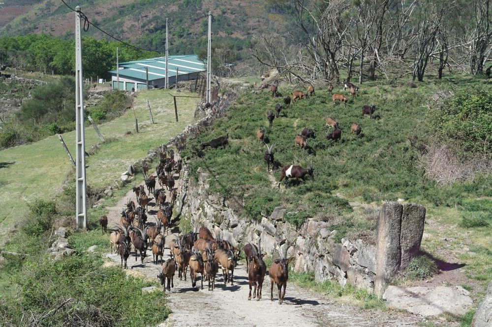 Vendo 60 cabras bravias