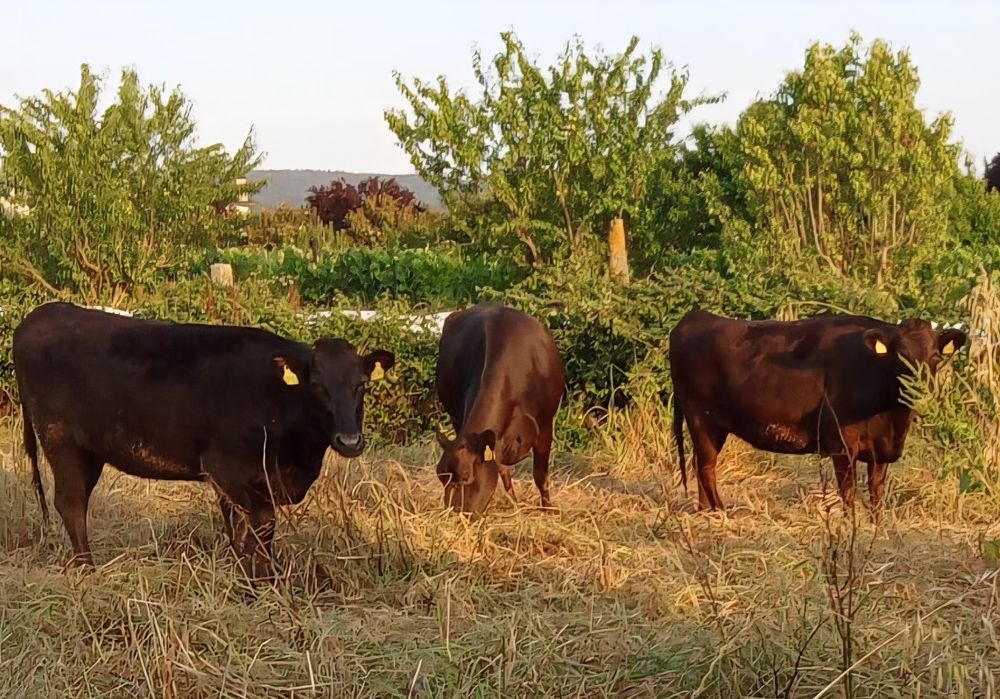 Vacas prenhas Wagyu puros