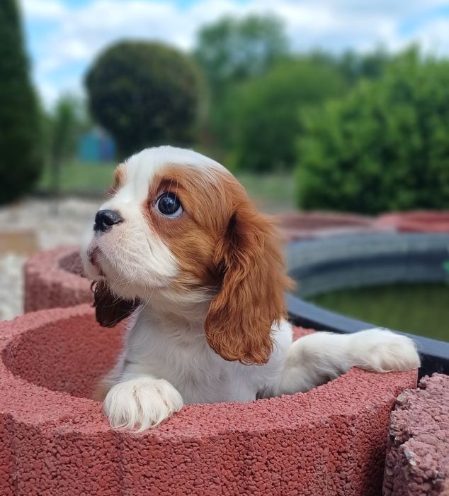 Cavalier King Charles Spaniel-Sunia