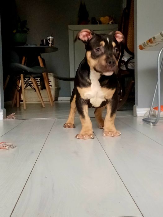 American Bully szczeniak