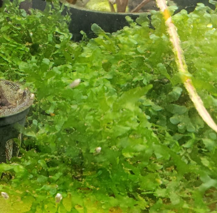 "Musgo" pelia - planta para aquario