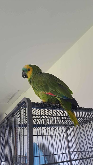 Zaginela papuga amazonka  - Moli