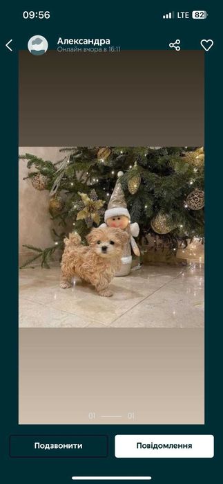 Микро Тикап пудель Китай Вязкв .ТойПудель Той Пудель вязка