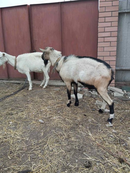 Козел альпийский для вязки