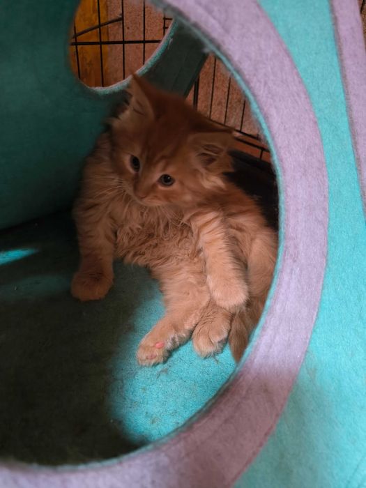 Maine Coon Koteczka śliczna rudaska